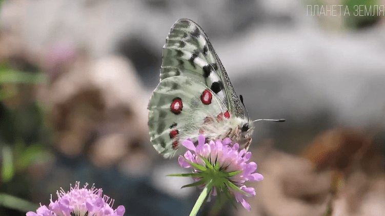 Бабочки — летающие цветы
