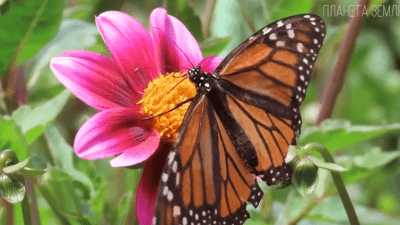 Бабочки — летающие цветы