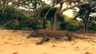 Комодский варан: ядовитый дракон с острова Комодо