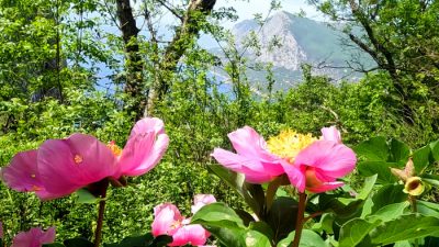 Дикие пионы в горах Крыма