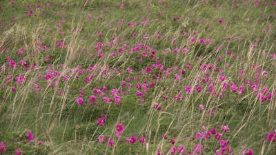На Алтае нашли заросшую редкими пионами степь