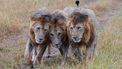 Когда животные становятся героями: истории об их мужестве и сострадании