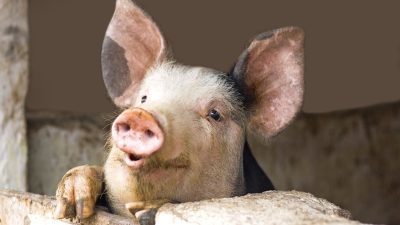 Попытка разгадать тайную жизнь свиней