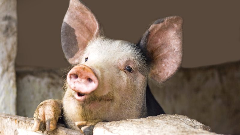 Попытка разгадать тайную жизнь свиней Свиньи получили признание за свои когнитивные способности, которые часто сравнивают с шимпанзе. Лулу. Домашняя свинья, продемонстрировала это, когда спасла жизнь своему хозяину в 1990-х годах. (Panco971 via Dreamstime) | Epoch Times Россия