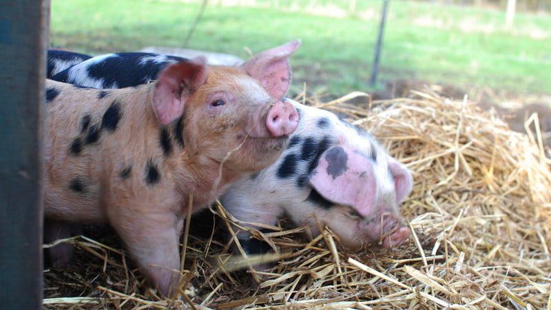 Звуковые сигналы свиней использовались для обучения алгоритма машинного обучения, который затем мог интерпретировать положительные и отрицательные общения. (Anne Steel via Dreamstime) Попытка разгадать тайную жизнь свиней