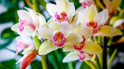 Восемь образцовых матерей Древнего Китая: столпы добродетели и мужества. Часть 1