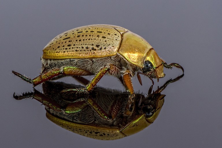 За гранью совпадений: исследование синхронности в снах и реальности