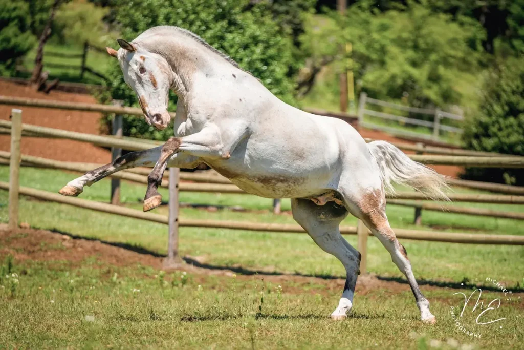 Лошадь ослепла, но хозяйка вернула ей уверенность и привела к трём мировым рекордам