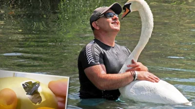 Человек позаботился о лебеде, когда тот только вылупился, и вот уже 4 года они неразлучны