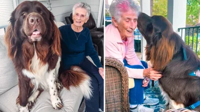 О нежной дружбе огромного ньюфаундленда и очень пожилой женщины