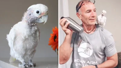 Как невзрачная какаду завоевала сердце хозяина дома, куда её поселили