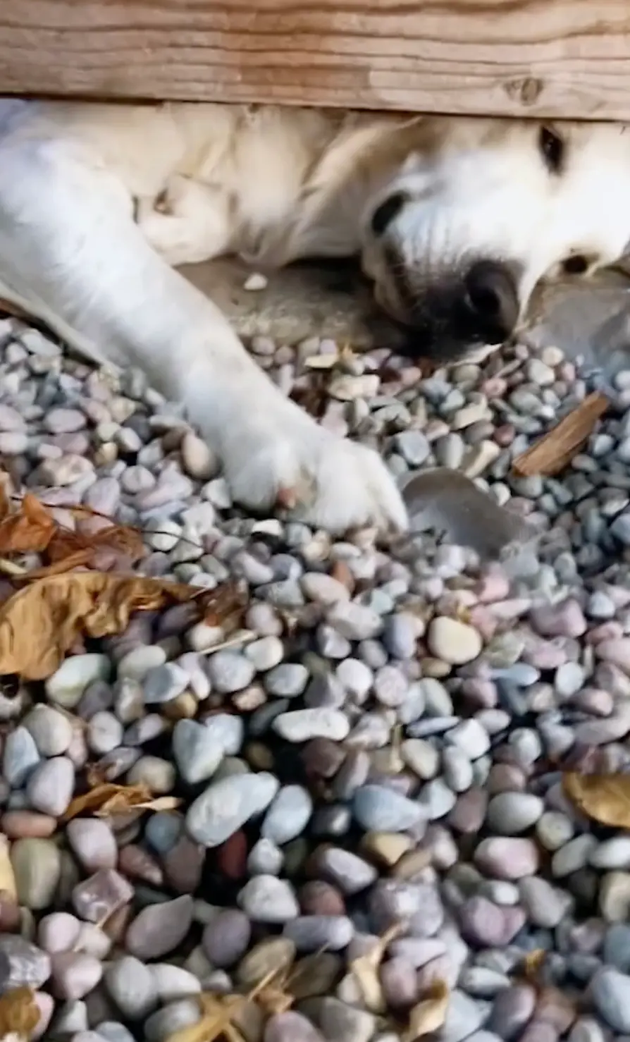 Соседи сделали в заборе дверь, чтобы их собаки могли общаться