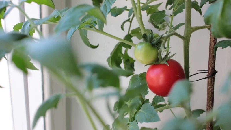 Вы можете вырастить свои овощи, если заведете огород. (Dreamstime/TNS) | Epoch Times Россия