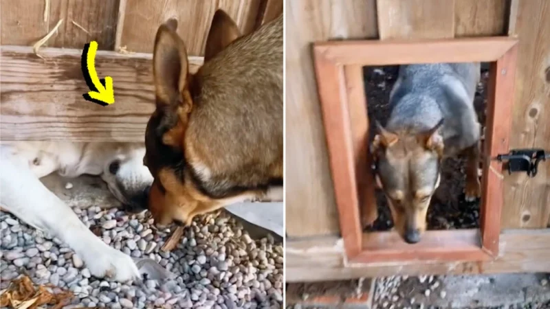 (Screenshot/Newsflare) | Epoch Times Россия