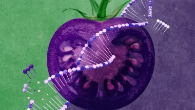 Троянский помидор: ГМО-семена фиолетовых томатов уже продают американским садоводам