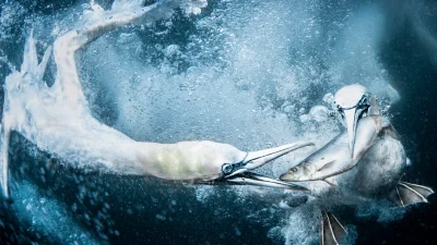 Объявлены победители World Nature Photography Awards 2024: снимки завораживают