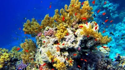 Красное море: самое солёное и чистое море планеты Земля