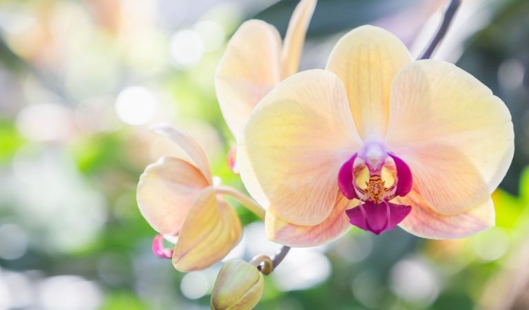 На протяжении всей истории влияние матерей на формирование лидеров и провидцев было глубоким и продолжительным. (Old Man Stocker via Shutterstock) | Epoch Times Россия