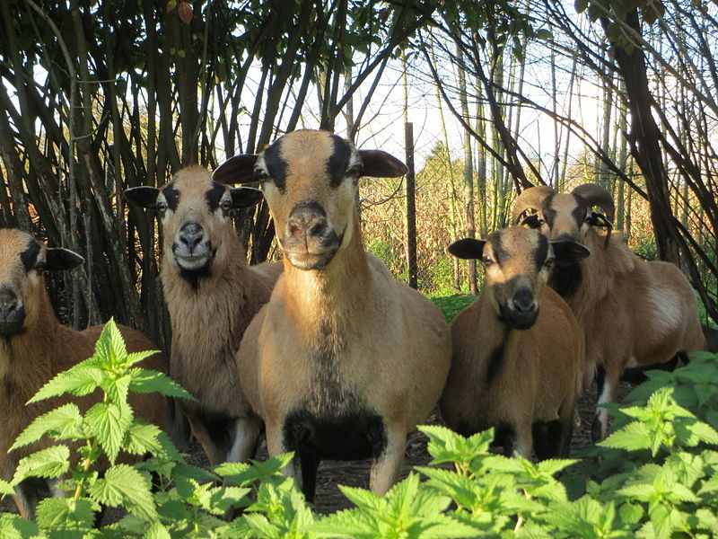 Фото: (pxhere.com/СС0)