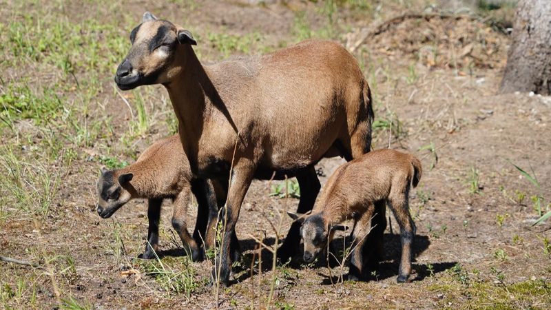 Фото: Пресс-служба Департамента культуры города Москвы | Epoch Times Россия
