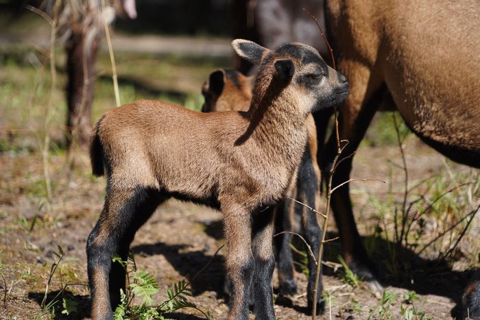 В филиале Московского зоопарка в Великом Устюге появились на свет ягнята камерунской овцы