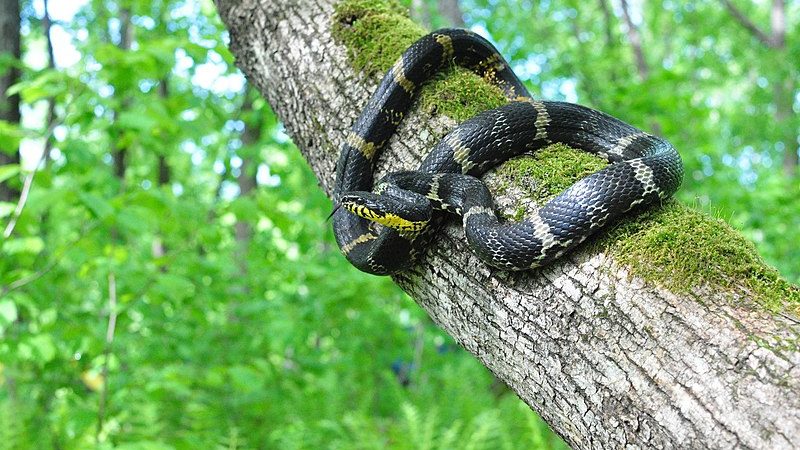 Полоз Шренка на юге Амурской области. Фото: Татьяна Прозорова/wikipedia.org/CC0  | Epoch Times Россия