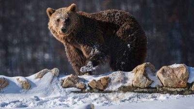 Минприроды отказалось от убийства медведей во время спячки