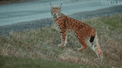 Рысь: бесхвостая кошка с кисточками на ушах