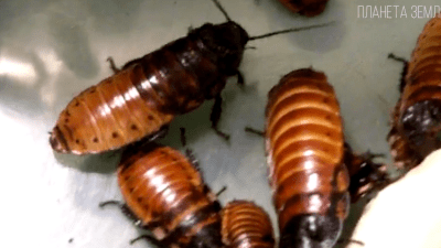 Таракан, Таракан, Тараканище