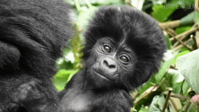 Горилла — самая добрая и большая обезьяна