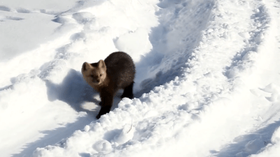 Соболь: пушистый хищник тайги