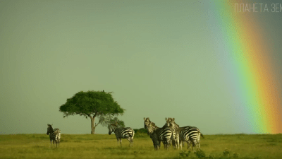 Зебра: полосатая африканка