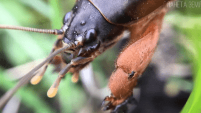 Медведка: кошмар для фермеров и монстр среди насекомых
