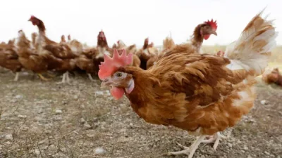 ВОЗ: в Мексике умер человек с первым случаем птичьего гриппа H5N2