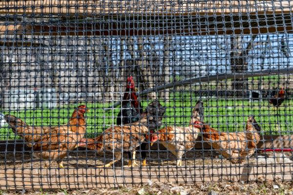 ВОЗ: в Мексике умер человек с первым случаем птичьего гриппа H5N2