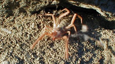 Мужчина обнаружил у себя дома жуткого «инопланетного жука»