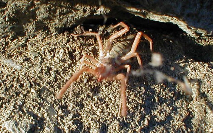 Мужчина обнаружил у себя дома жуткого «инопланетного жука» Фото: Free Software Foundation/ wikimedia.org/CC BY-SA 3.0 | Epoch Times Россия