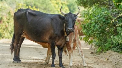 Проявление материнской любви у животных