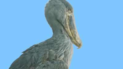 Королевские цапли из Африки прибыли в Московский зоопарк