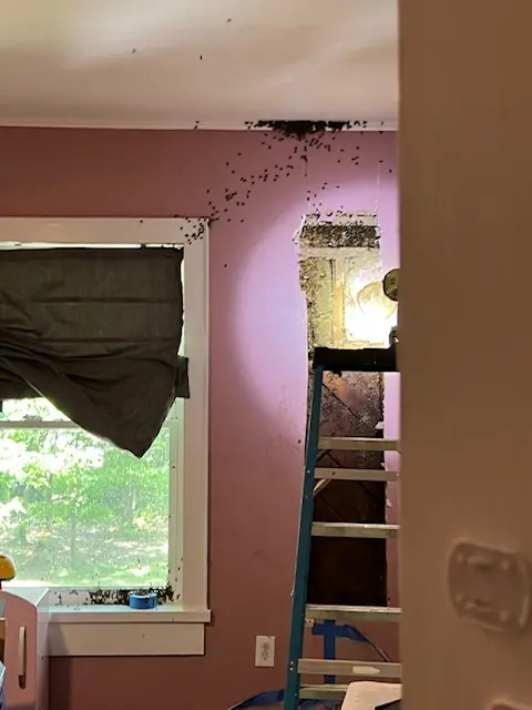 Ребёнок жаловался на монстров в стенах спальни. Вскрыв их, родители ужаснулись