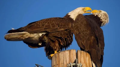Поцелуй белоголовых орланов запечатлел фотограф из Аризоны