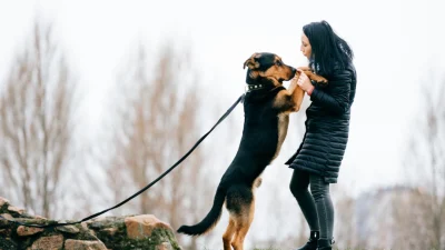 Отвернитесь от собаки, прыгающей на вас