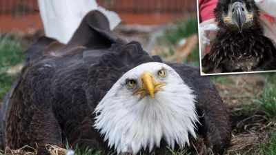 Нелетающий белоголовый орлан после высиживания камня снова стал «приёмным отцом»