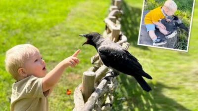 Спасённый воронёнок стал «опекать» двухлетнего малыша