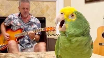 Послушайте синглы группы Led Zeppelin в исполнении талантливого попугая под аккомпанимент хозяина (видео)