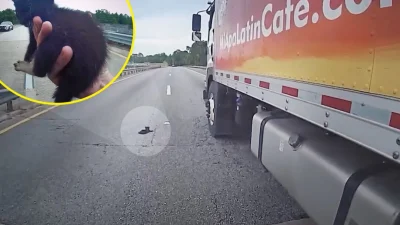 Полицейский и водитель грузовика провели операцию по спасению крохотной жизни