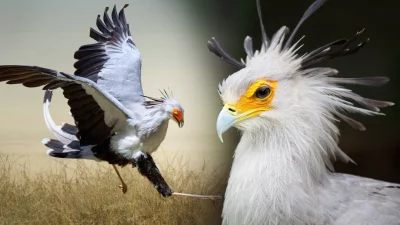 Элегантная птица-секретарь убивает змей с молниеносной скоростью