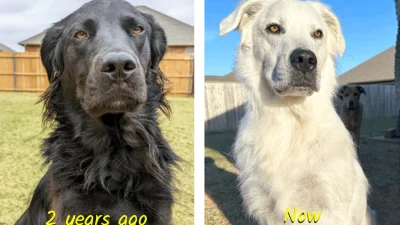Чёрная собака за 2 года превратилась в чисто-белую