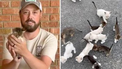 Мужчина решил спасти бездомного котёнка, но оказалось, что их 13 (видео)