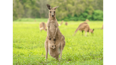 Удивительные способы общения австралийских кенгуру с человеком
